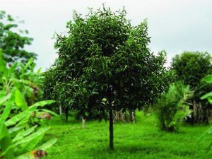 árbol del mangostán